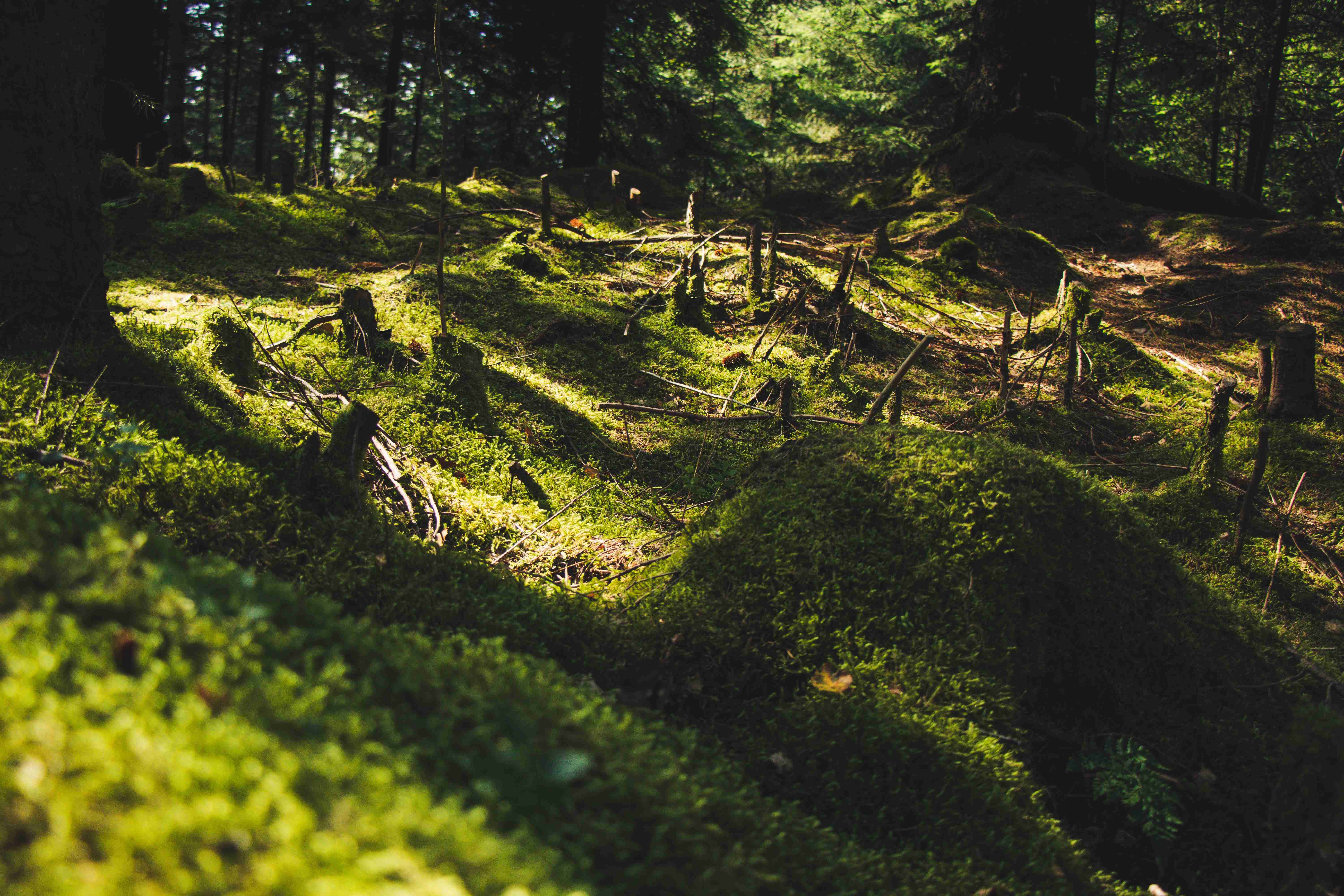 Forest